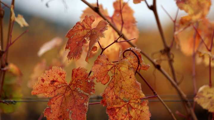 Are there any federal holidays this month? What to know about October events