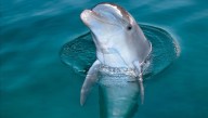 Why You Should Really, Really Not Eat Dolphin Meat