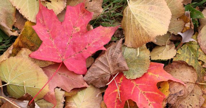 What’s Happening in Batavia? Fall brush pickup begins Oct. 13