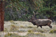 Reward offered in poaching of elk in Las Animas