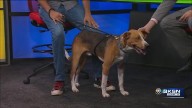 Pet Project: Meet Odysseus, the dog with dazzling eyes