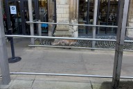 Fox on the run in the grounds of the Houses of Parliament