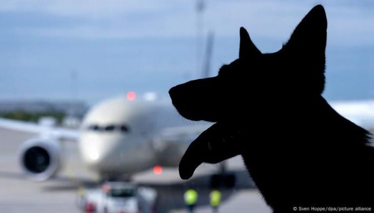 Polémica decisión: mascotas en aviones son "equipaje", dice fallo de la UE
