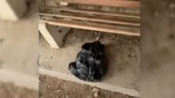 California Runner Spots Moving Trash Bag, Then Sees Two Eyes Staring Back