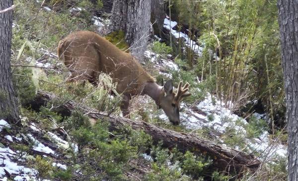 Volvieron a ver al huemul "Newenche" que estaba en peligro en la Patagonia