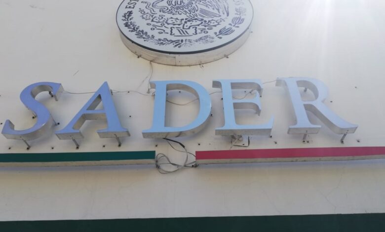 Sader y productores del Bajío acordaron precio de garantía del maíz: Berdegué