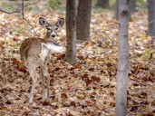 Outdoors: Deer archery numbers down to start season