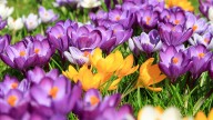 The best bulbs to plant in October for beautiful spring blooms