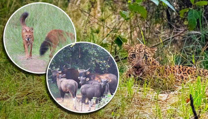 First-Of-Its-Kind: Debrigarh Wildlife Sanctuary Engages Students In All India Tiger Estimation 2025