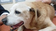 Chatita, la perrita que se reencontró con su veterinaria 13 años después en la ciudad de Chihuahua