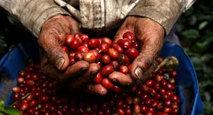Colombia alcanza la mayor producción cafetera de los últimos treinta años, marcando un récord histórico.