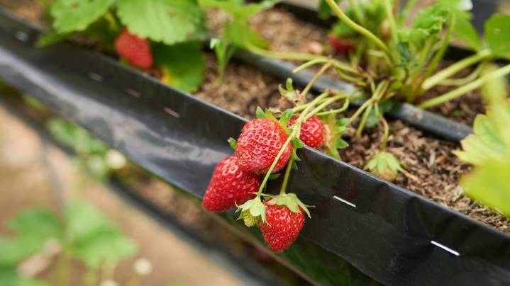 Las 3 plantas ideales para sembrar en noviembre y tener un patio lleno de frutas en el verano 2026