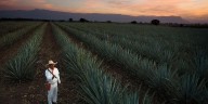 Tequila recibirá certamen que reconoce las experiencias turísticas más destacadas de México