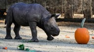Critically endangered baby black rhino makes its debut at Cleveland zoo