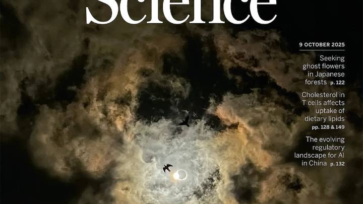 Los pájaros cantaron como si hubiera "un falso amanecer" después del eclipse de 2024