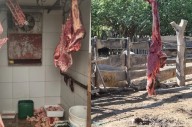 Decomisan 4.000 kilos de carne de faena clandestina y clausuran un comercio en Clodomira