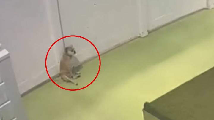 Washington Woman Checks In On Her Shy Dog At Daycare And Is Left In Stitches