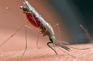 Pasadena Public Health reports first West Nile virus case in city since 2022