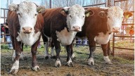Mal informada: una funcionaria de Estados Unidos habló de fiebre aftosa en la carne argentina