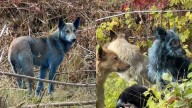 Descubren a perros con pelaje azul en zona de exclusión de Chérnobil