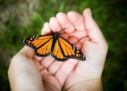 ¿Qué significa que una mariposa me visite?