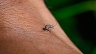 Pasadena reports first case of West Nile virus