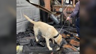Fire investigations K-9 ROTC retires as the state welcomes new K
