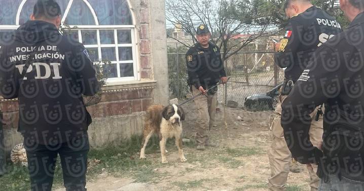 Agencia de Investigación del Maltrato Animal ha rescatado a 222 perros y gatos en CDMX