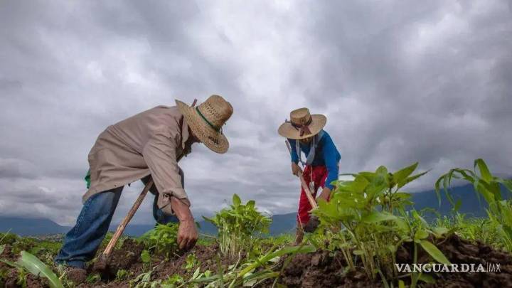 Campo sobrevive con esfuerzos locales en Coahuila, afirma director de Fomento Agropecuario