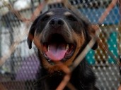 Por denunciar sacrificio de mascotas; activista recibe amenazas de muerte