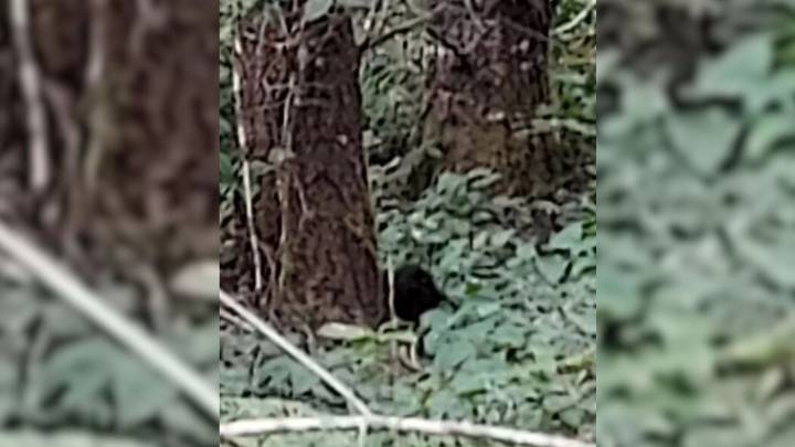 Washington Hiker Freezes After Hearing Mysterious Sounds Deep In The Forest