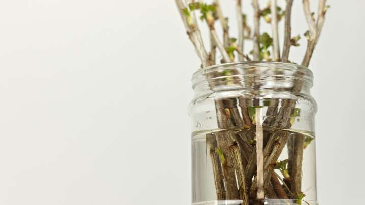 The Delicious Fruit Tree You Can Grow From Cuttings For Endless Produce