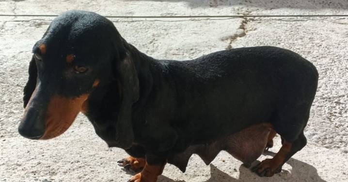 Rescataron a 10 perros salchichas de un criadero ilegal en Cipolletti: una perra era obligada a parir cachorros
