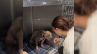 California Dog Near Euthanasia Transforms Into Beloved Pet With A Flair For Fashion