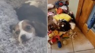 Missouri Foster Mom Searches For Missing Puppy And Finds Him In The Most Unexpected Spot