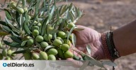 Unas para picoteo y otras para aceite: estas son las variedades de aceituna española que debes conocer