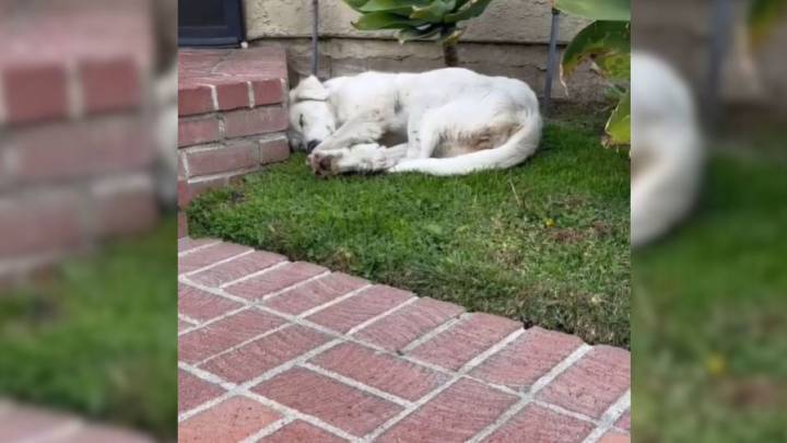 Exhausted California Pup Picks The Right Yard To Rest In And Gets The Help She Needed Most