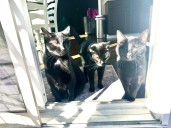 A coven of black cats: Send us your pet stories