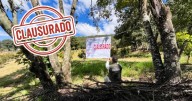 Clausuran huerta ilegal de aguacate en zona protegida de Michoacán: devastaron bosque de coníferas en área clave para la mariposa Monarca
