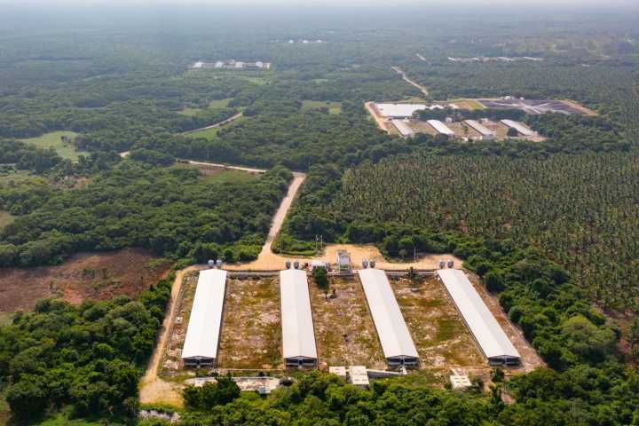 Megaproyectos ponen en «fuego cruzado» a la Selva Maya; piden frenar devastación