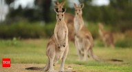 Animals that walk on two legs: 12 incredible examples of bipedal movement
