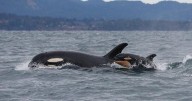 Southern resident killer whales show signs of slow decline toward disappearance