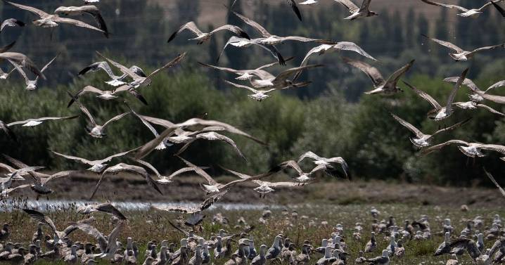 Ominous warning issued for humans as birds suddenly develop 'unsettling' behaviour