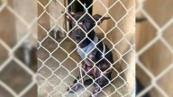 Texas Puppy Shows Up At A Porch, Hoping To Find Kindness And A Second Chance
