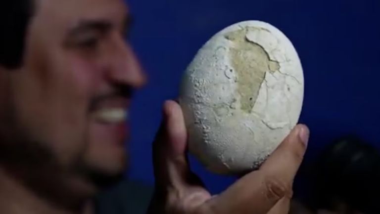 Nuevo hallazgo del Conicet: presentaron en el streaming un huevo de dinosaurio encontrado en la Patagonia