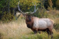 Hunters raise safety and access concerns about new elk hunt: SWF