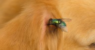 Alerta en Sonora: gusano barrenador ataca a mascotas en heridas abiertas; autoridades piden revisar a diario a perros y gatos