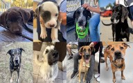 Midlands Pup Shots! October 13
