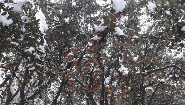 Kashmir Crop Damage Assessment Underway Following Untimely Snowfall