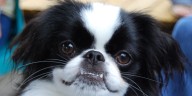 17 Best Dog Breeds that Are Actually Great for Cat People
